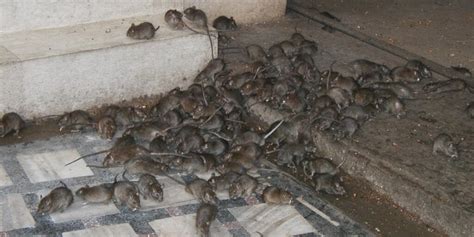 Rat Magic Spells: A Non-Toxic Approach to Rat Control